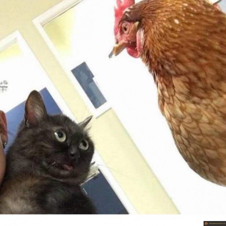 chat vs poule