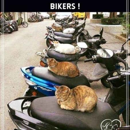 Chats biker