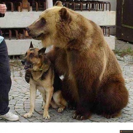 Chien et ours
