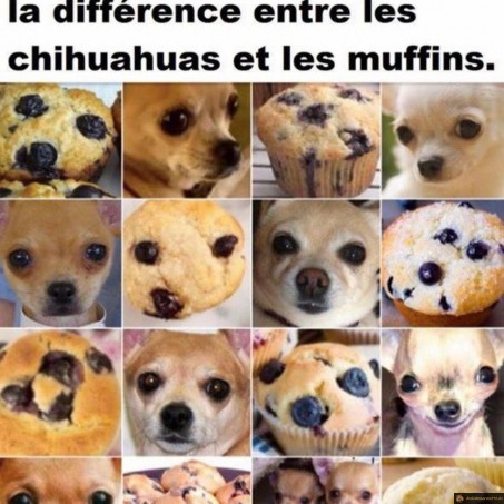 Différence entre chihuahuas et muffins