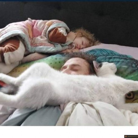 Dormir avec le chat