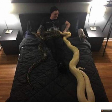 Dormir avec ses serpents
