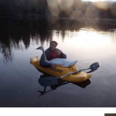 Faire du kayak avec un cygne