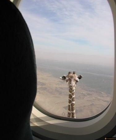 Girafe depuis l'avion