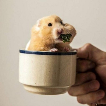 Hamster dans une tasse