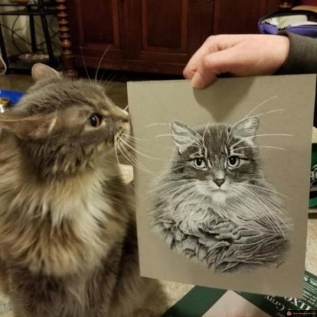 Le chat approuve le dessin