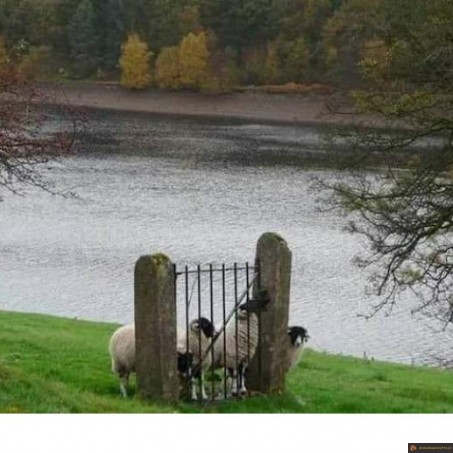Mouton face à un portail