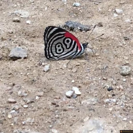 Papillon 89