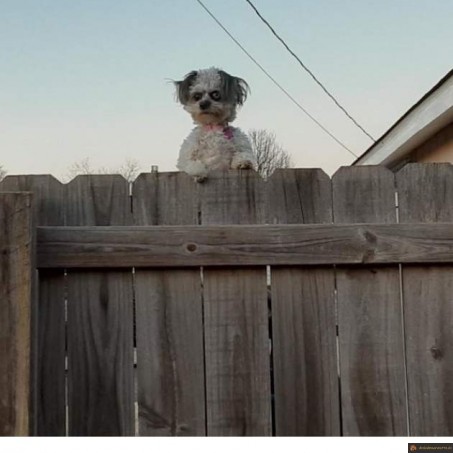 Quand le chien des voisins ressemble à un film d'horreur