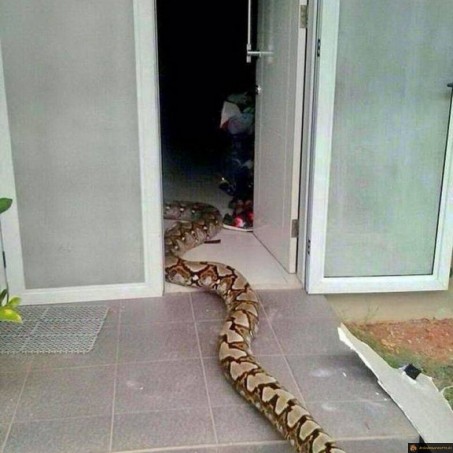 Serpent invité à la maison