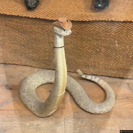 Serpent texan