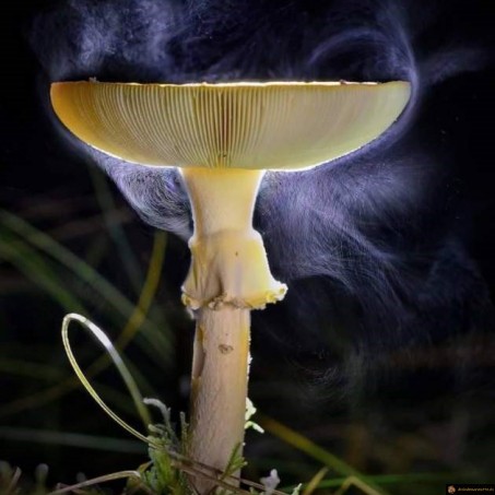 Spores de champignon