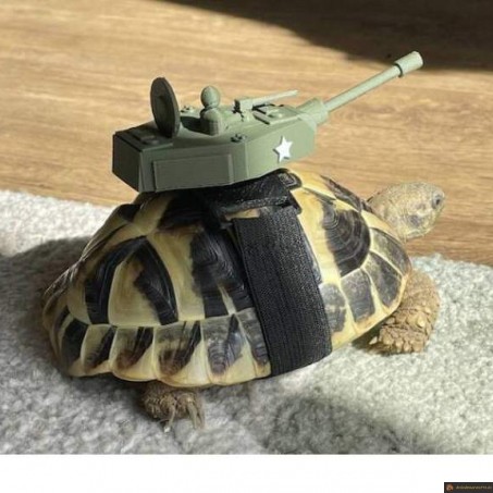 Tortue tank
