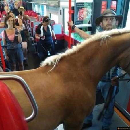 Un cheval dans le tram