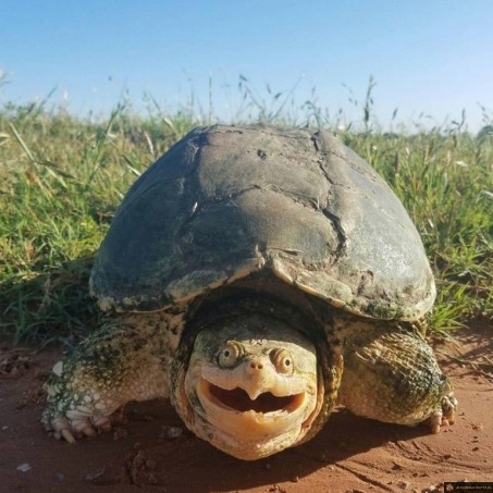 Une tortue qui a l'air contente