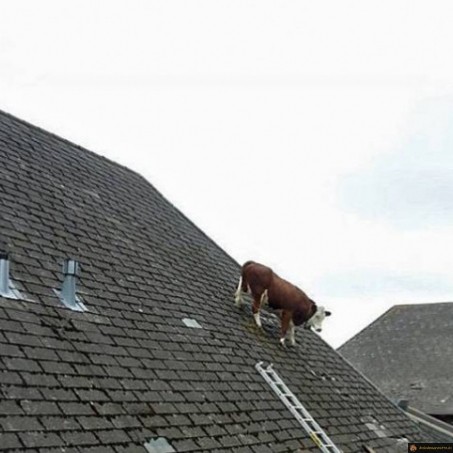 Une vache sur un toit