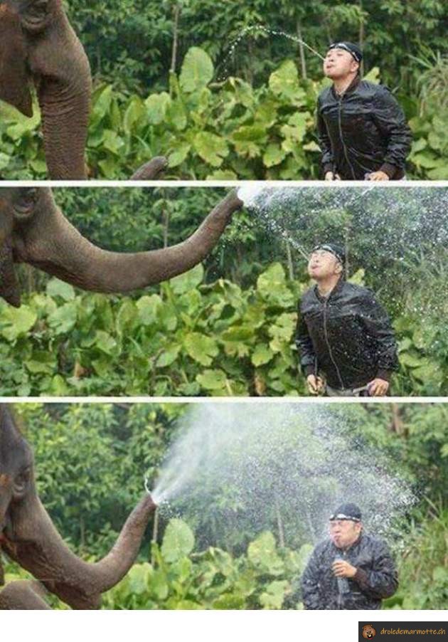 Bataille d'eau avec un éléphant
