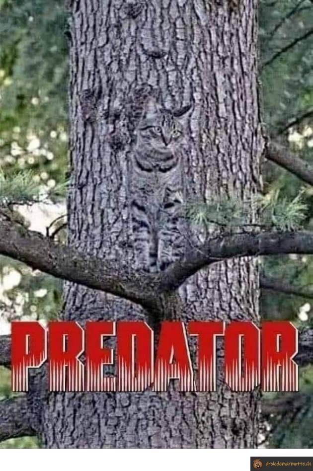 Chat predator
