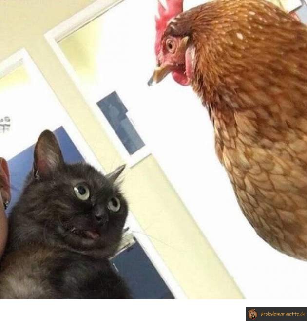 chat vs poule