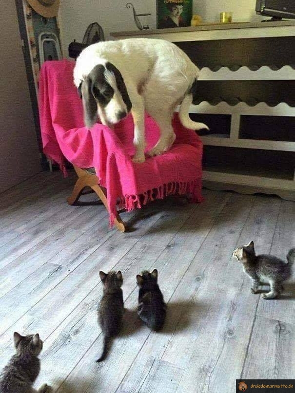 Chien qui a peur des chatons