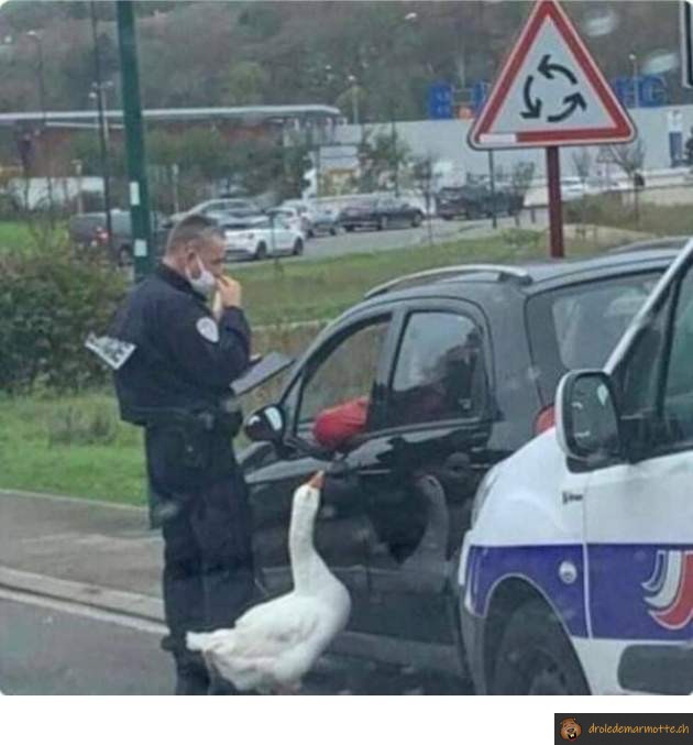 Contrôle de police par une oie