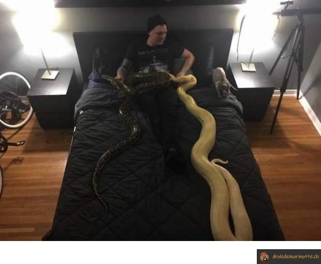 Dormir avec ses serpents