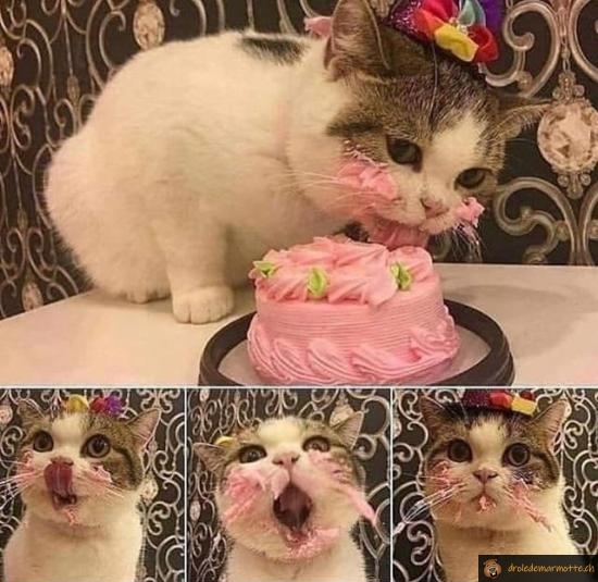 Joyeux anniversaire le chat