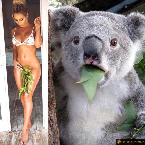 Le koala en manque