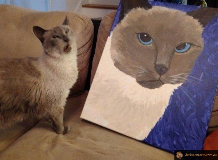 Meme le chat n'est pas content