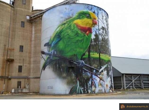 Street art oiseau
