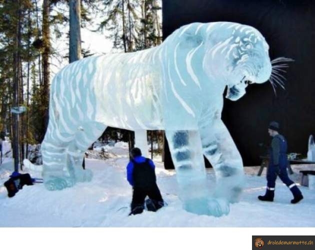 Tigre de glace