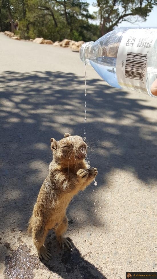 Un ecureuil a soif